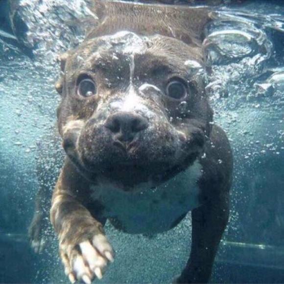 Meet your Posher, Yolo - Picture 1 of 1